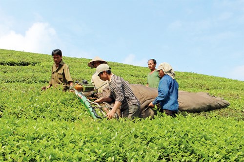 Xây dựng nông thôn mới gắn với nâng cao thu nhập cho người nông dân (01/11/2016)